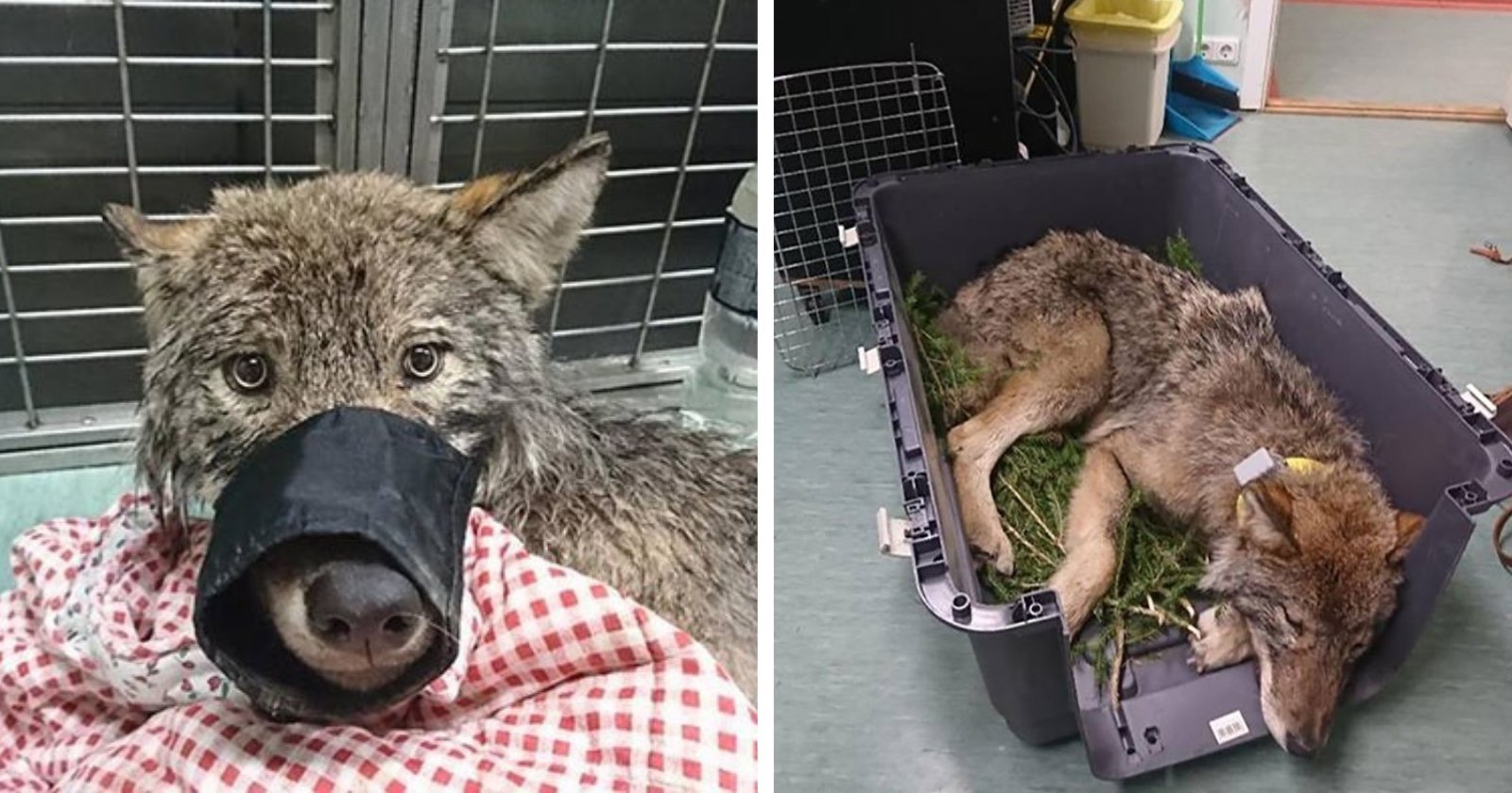 Trabalhadores resgatam cão de lago congelado e veterinário revela algo SINISTRO