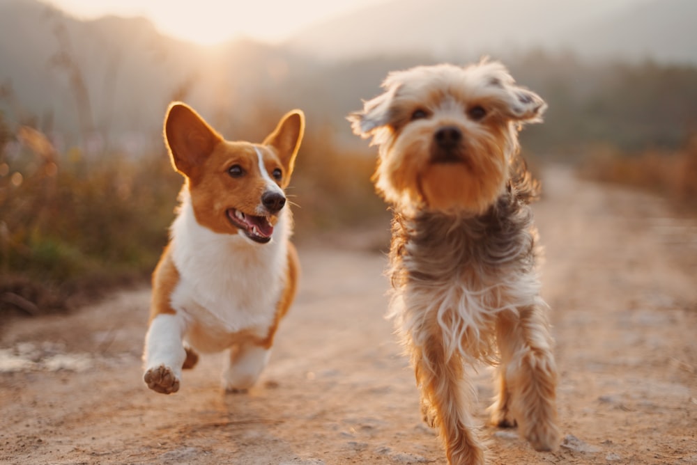 vantagem-dois-cães-em-casa