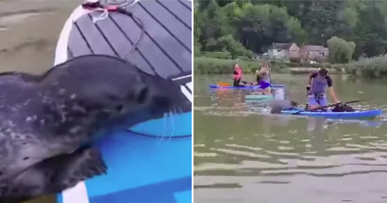 Ao ver família em pranchas, essa foca decidiu fazer a coisa mais inusitada já registrada!