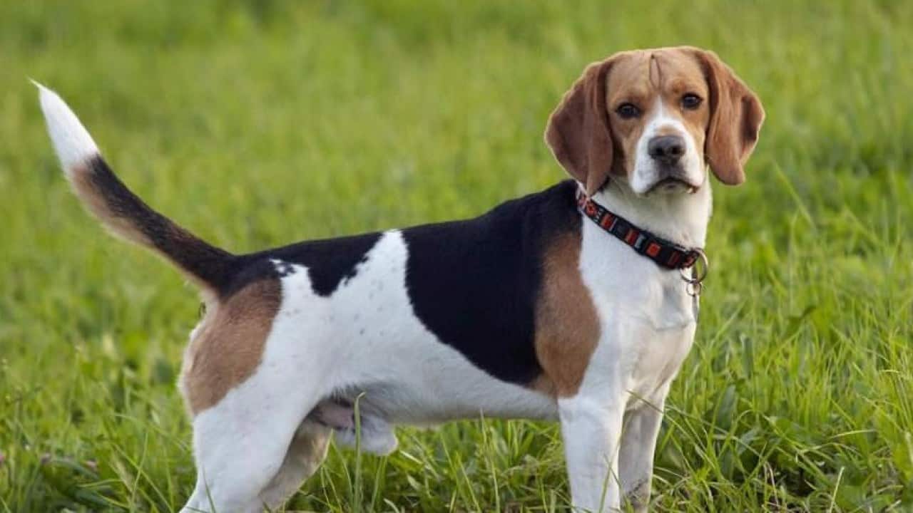 raças-cachorros-pequenos