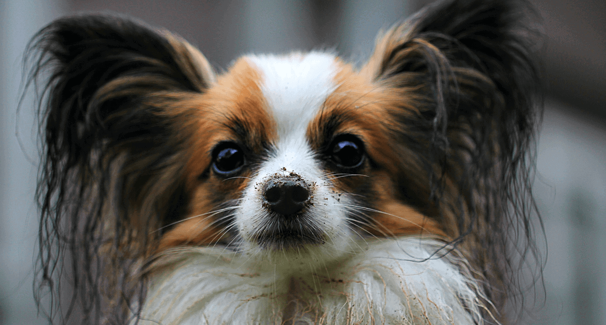 raças-cachorros-pequenos