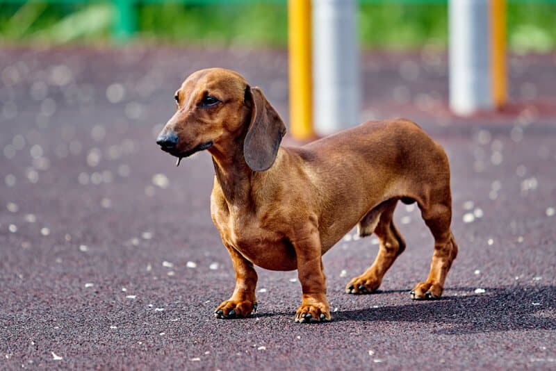 raças-cachorros-pequenos