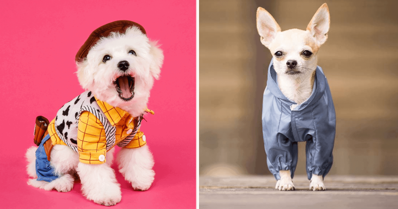 Esses 24 cachorros são tão pequenos que parecem ser de mentira!