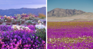 Primavera floresce Deserto do Atacama e aridez desaparece em milhares de flores