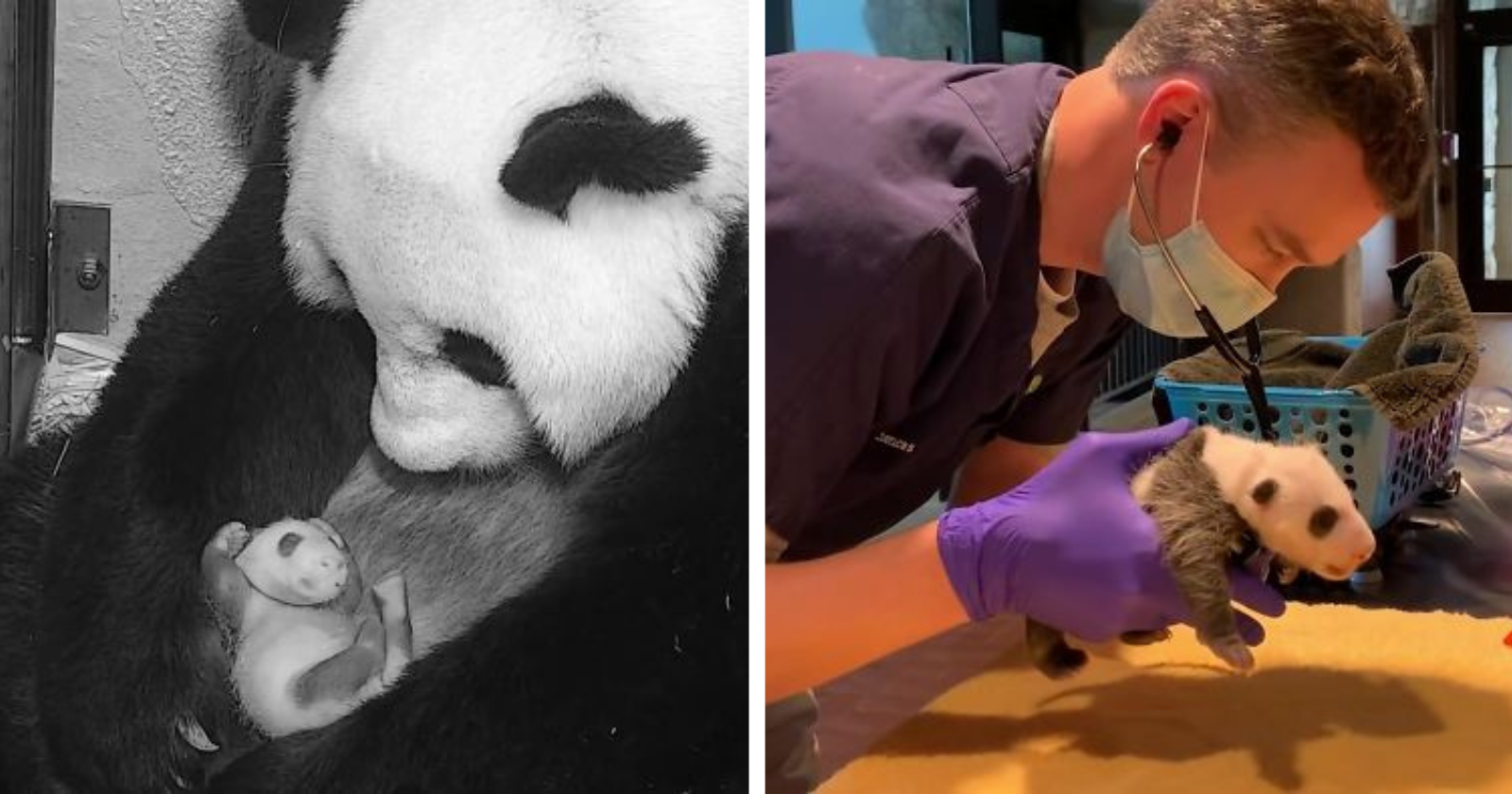 Zoológico compartilha foto de panda BEBÊ e web explode com fofura