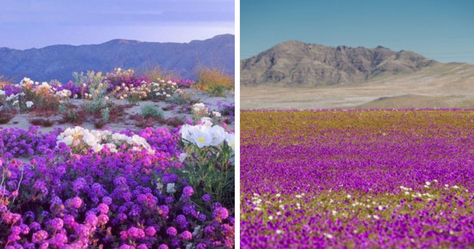 Primavera floresce Deserto do Atacama e aridez desaparece em milhares de flores