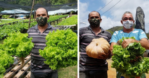 Agricultor toma atitude solidária e faz colheita pensando em quem mais precisa