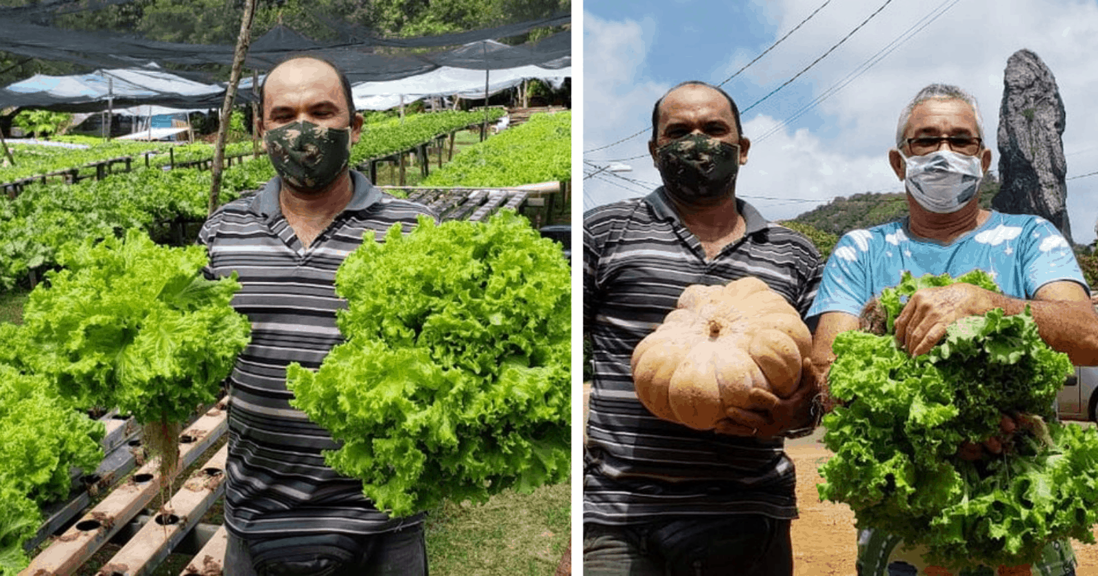 Agricultor toma atitude solidária e faz colheita pensando em quem mais precisa