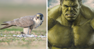 Fotógrafo impressiona com foto de falcão parecendo com o ‘Hulk’