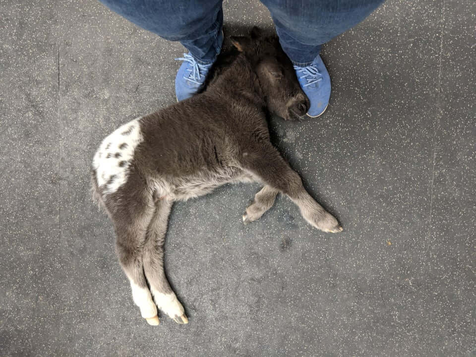 Veterinário compartilha foto fofinha de potro bebê tirando cochilo em local inusitado