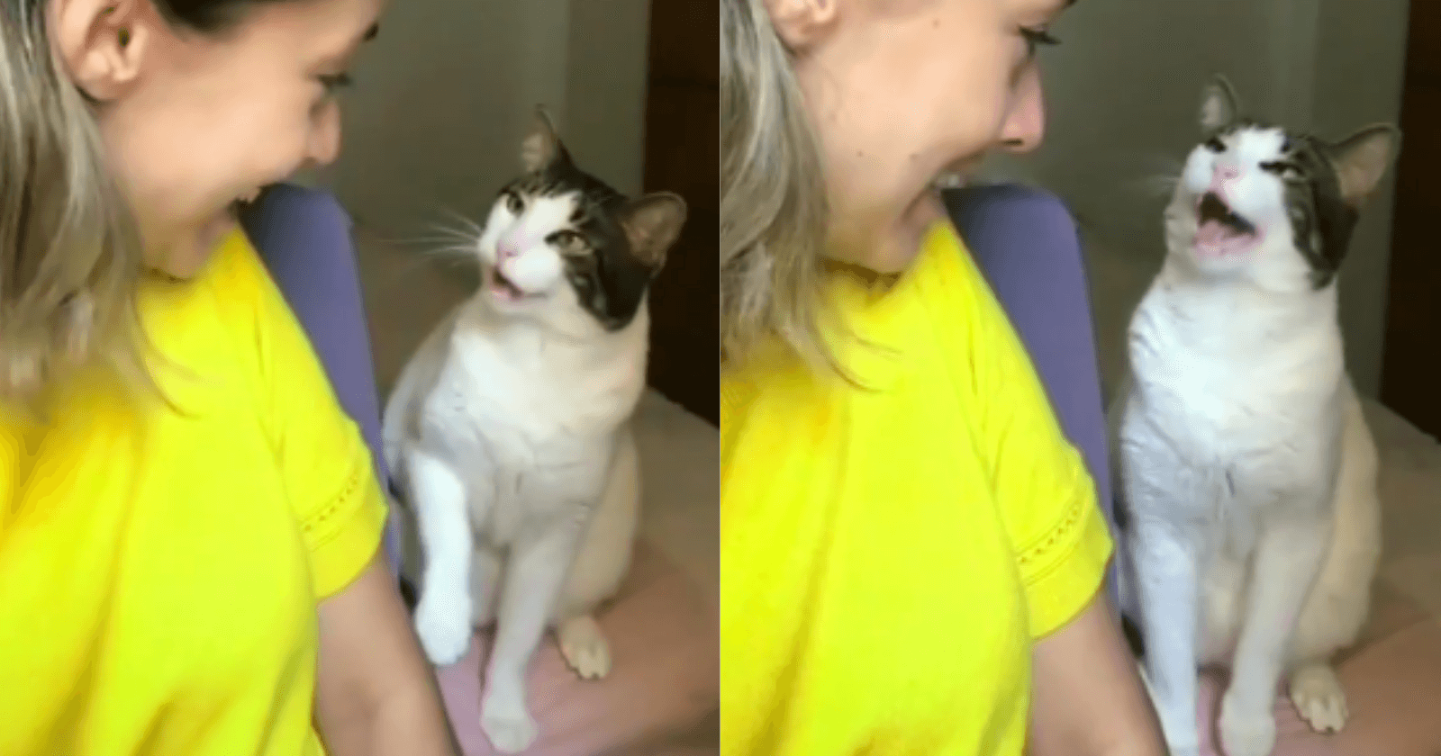 Dona filma gatinho a chamando para brincar e conversa entre eles é a melhor coisa da web!