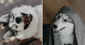 Husky Siberiano que nasceu com óculos é a coisa mais fofa que você verá hoje!