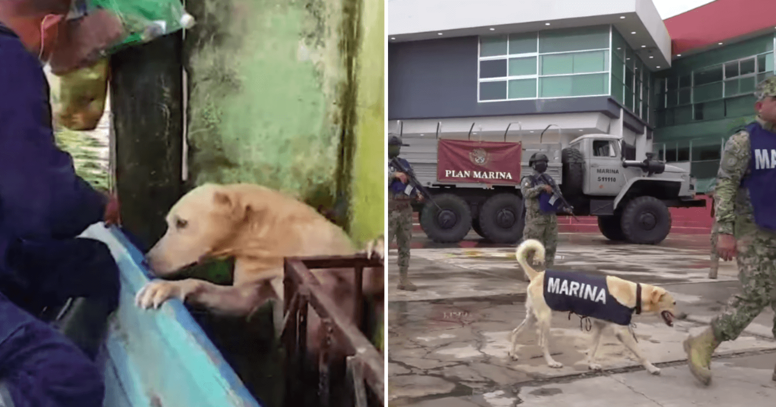 Lembra do cachorrinho que foi resgatado nas enchentes no México? Ele foi promovido e ganhou mais que um lar!