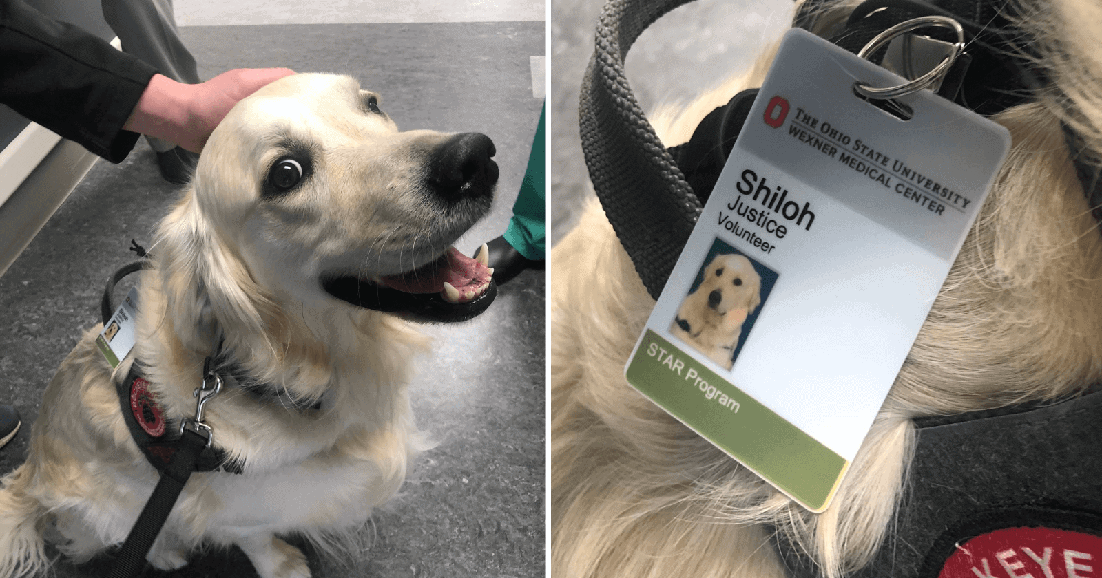 Hospital chama atenção por contratar um cachorro para função completamente fora do comum