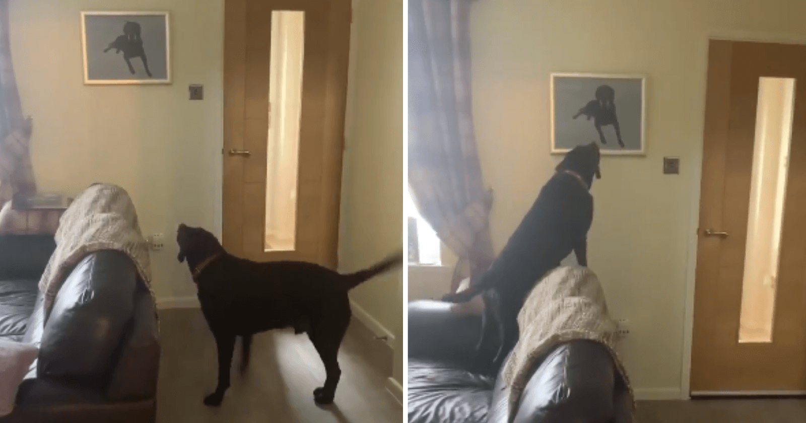 VÍDEO: Cãozinho reconhece irmão falecido em pintura e sua reação comove fortemente