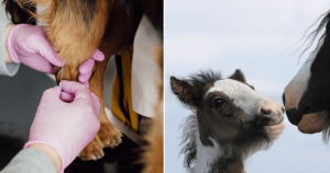 Veterinário compartilha foto fofinha de potro bebê tirando cochilo em local inusitado