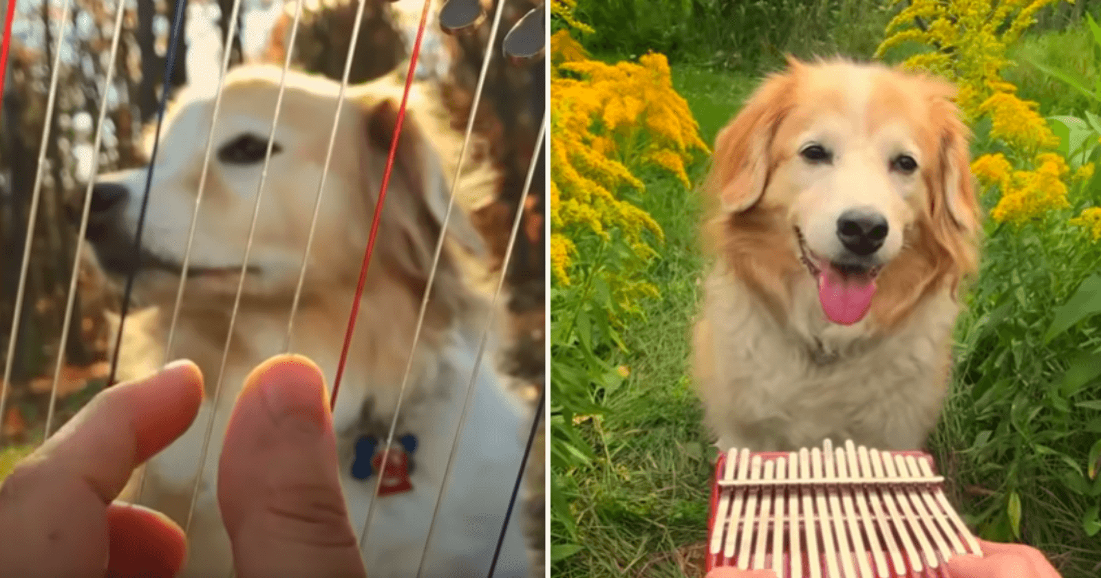 VÍDEOS: Golden Retriever que ouve canções se torna uma das coisas mais fofas da web