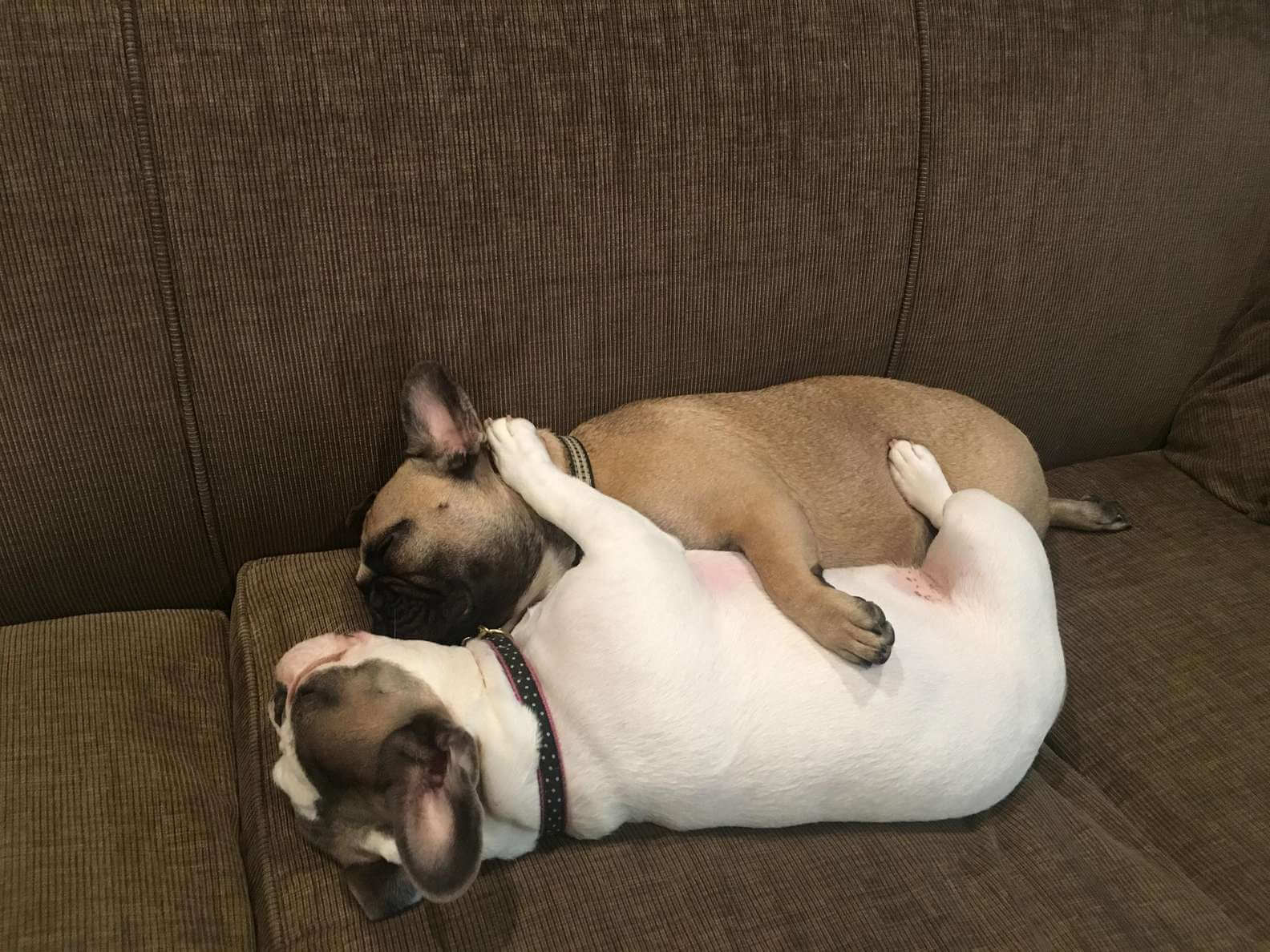 Cachorrinha adulta tenta manter hábito de quando era bebê e se torna coisa mais fofa da web