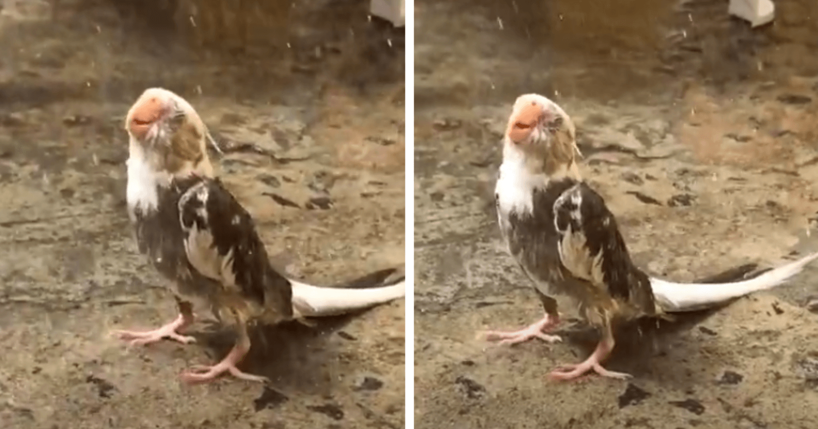 VÍDEO: A reação dessa calopsita em banho de chuva te fará ter uma semana de gratidão!