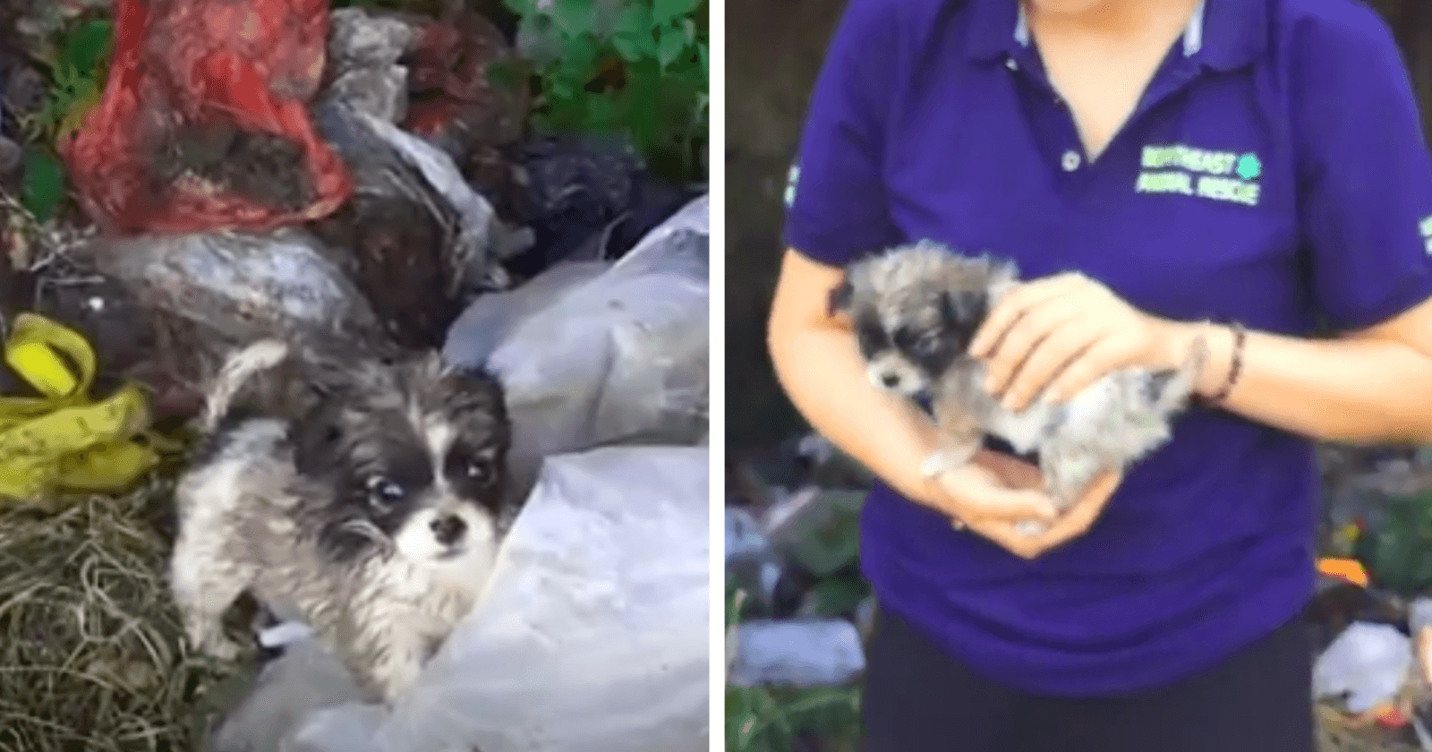 Reação de cachorrinho sendo resgatado de lixo é a coisa mais linda que você verá hoje!