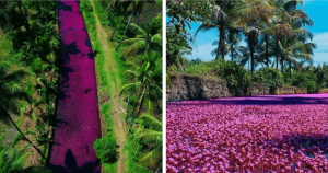 Por causa da pandemia, rio é tomado por fenômeno RARO e fica completamente coberto por FLORES!