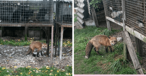 Após ser resgatada de fazenda de peles, mudança em raposa é mesmo de se emocionar!