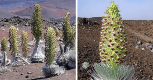 Flor da Paciência: essa é a planta que demora 7 ANOS para sua flor aparecer e dura apenas…