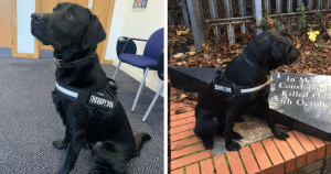 Labrador que foi rejeitado como cão policial recebe promoção e seu novo cargo emociona