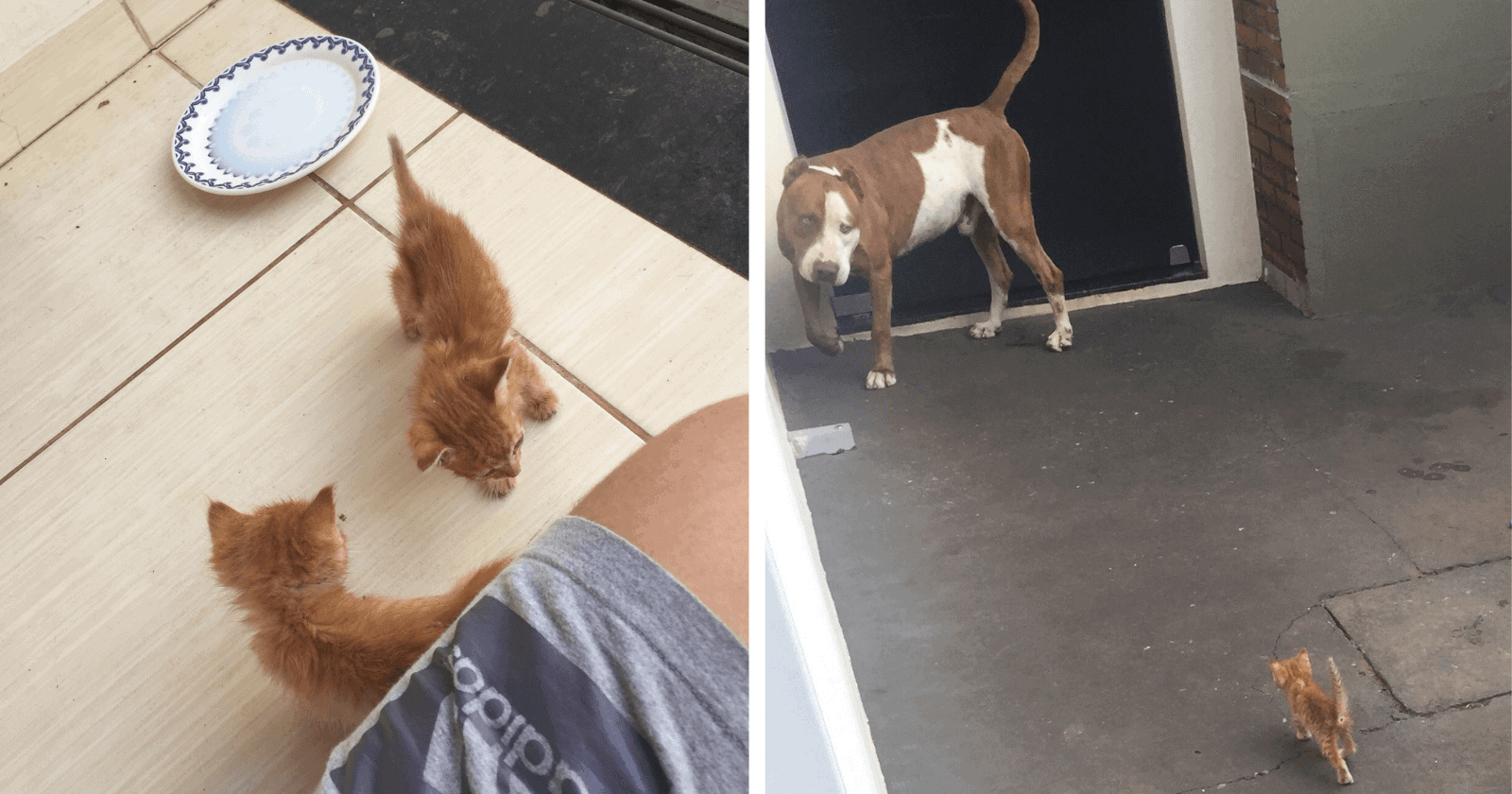 Desconhecido joga gatinhos para pitbull e reação do cão é a mais AMÁVEL de todas!