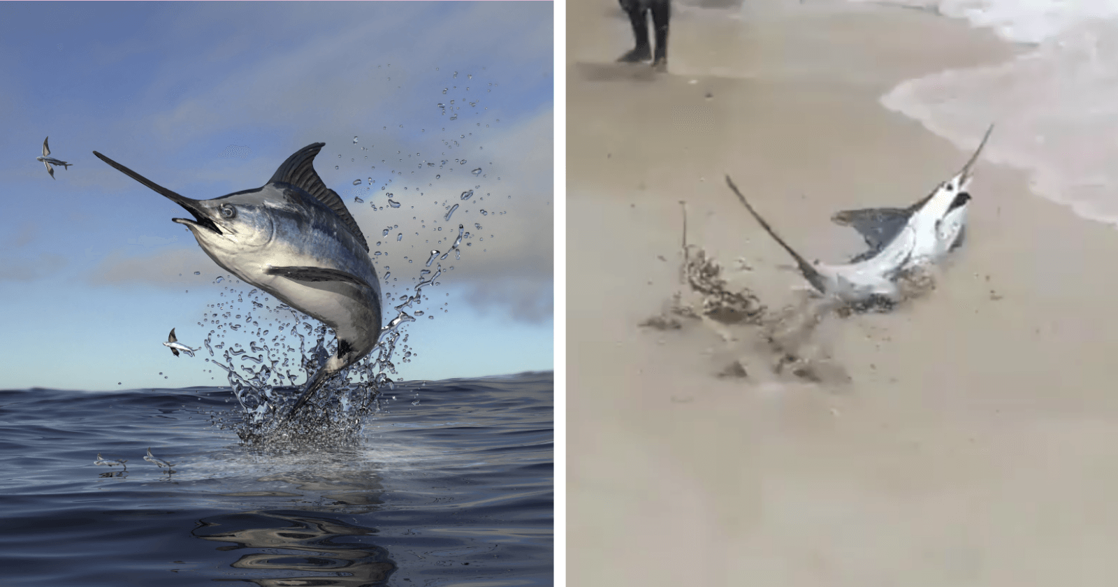 VÍDEO: Banhistas ajudam Marlim em orla e conseguem salvar peixe mais rápido do mundo