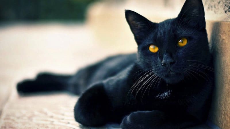 gato-preto