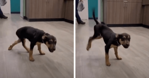 VÍDEO: Funcionário de pet shop canta para doguinho e ele reage com dancinha CONTAGIANTE