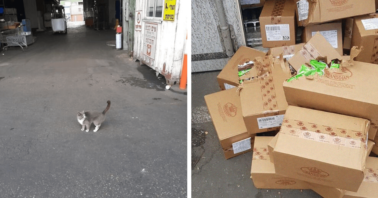 Gato passa 3 semanas ‘viajando’ em contêiner e sobrevive comendo as caixas de…