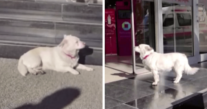 Em hospital, doguinho passa 6 dias ESPERANDO seu dono receber alta