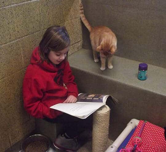 Abrigo cria programa de leitura para crianças terem o hábito lendo para os gatinhos