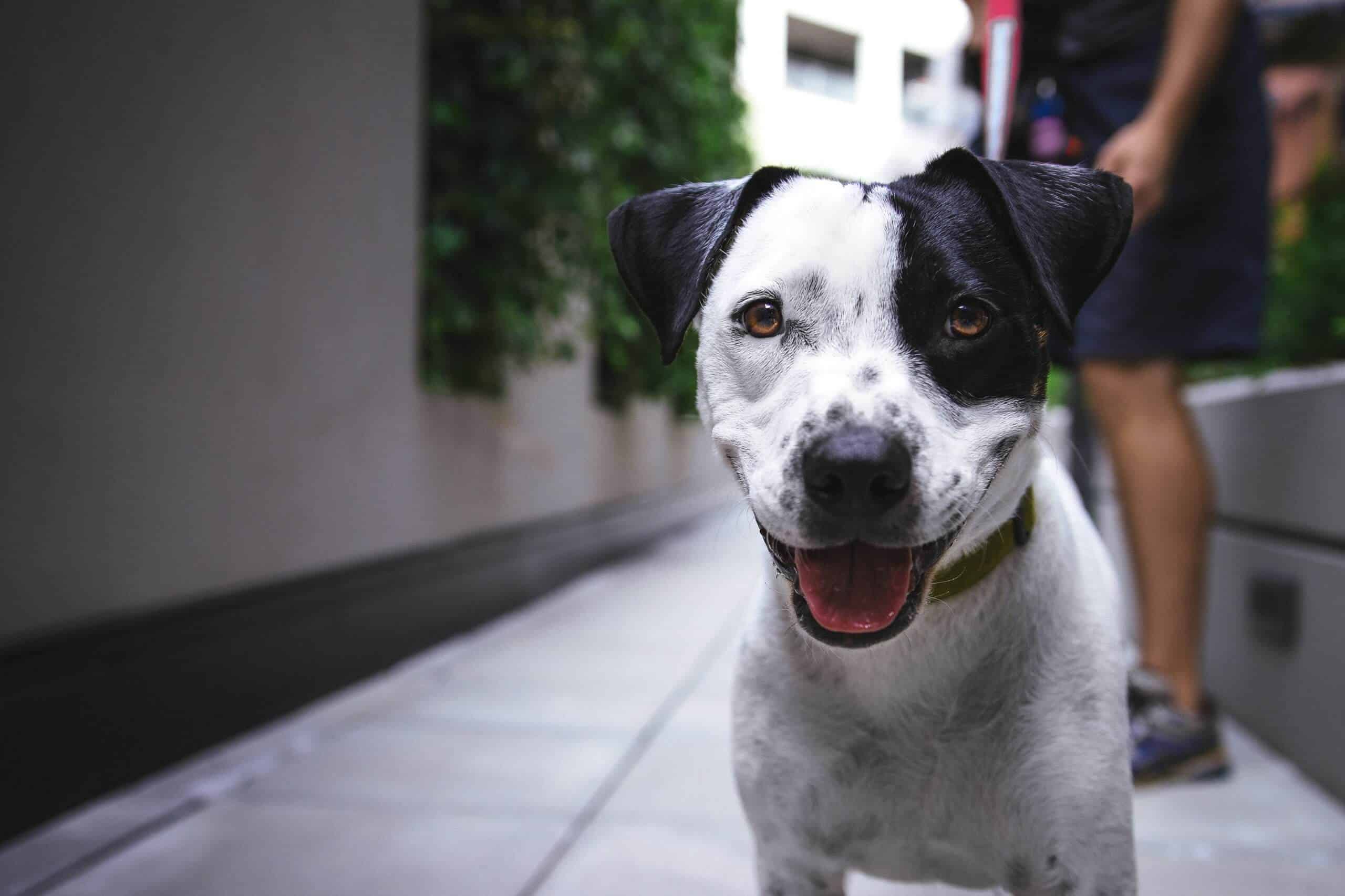 legendas-fotos-cachorros