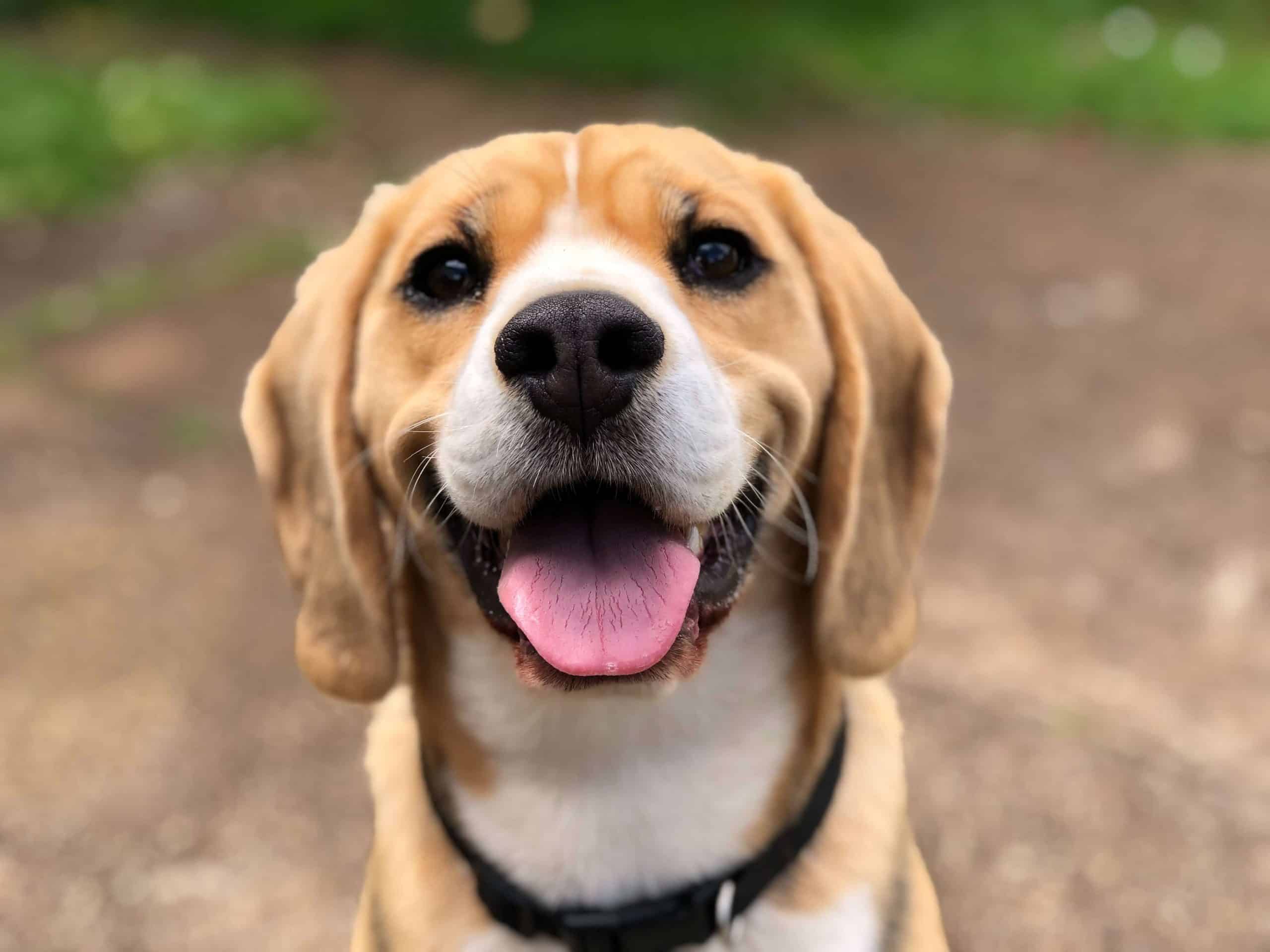 legendas-fotos-cachorros