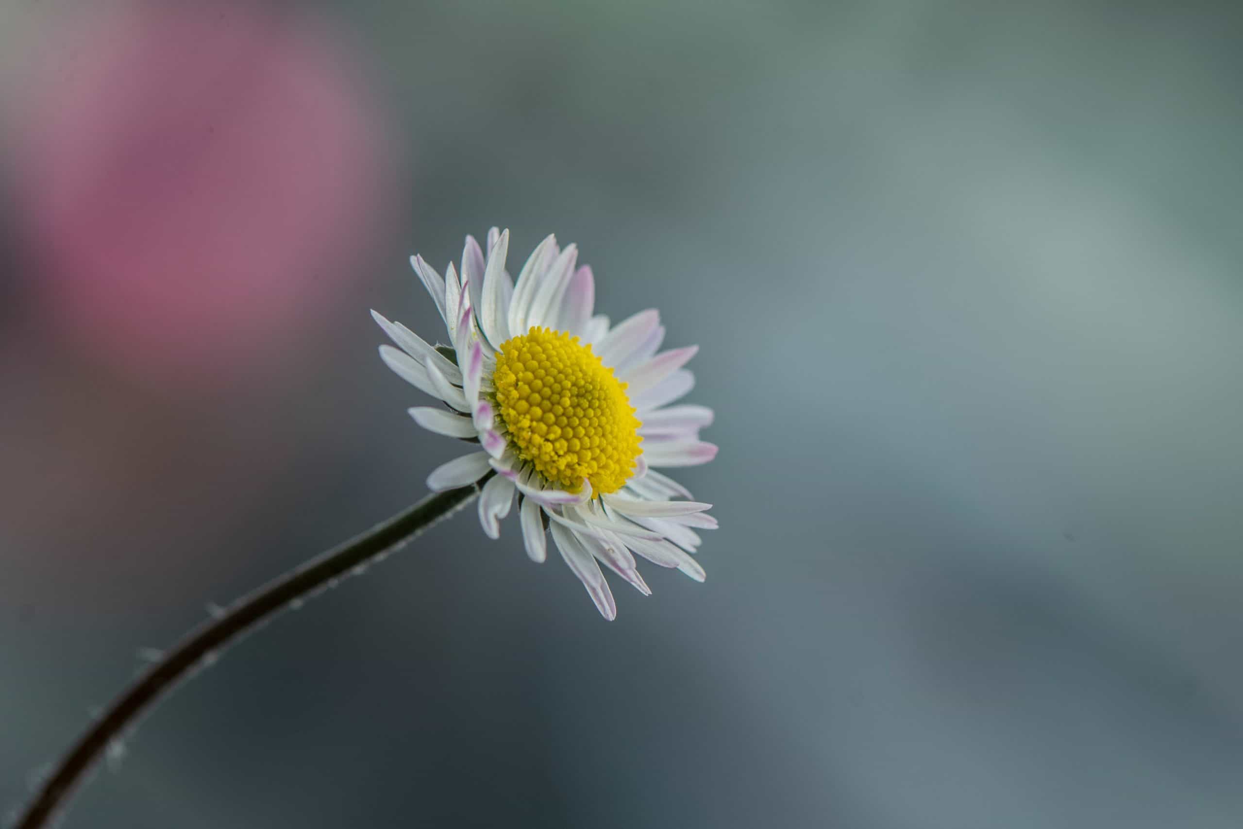 Se você soubesse o PODER e as ENERGIAS que esta flor traz, a teria em casa!