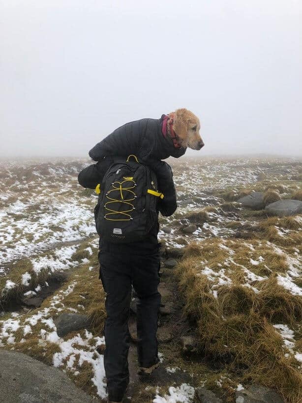 Casal encontram cadela congelada que estava perdida em montanha e a resgata de forma emocionante