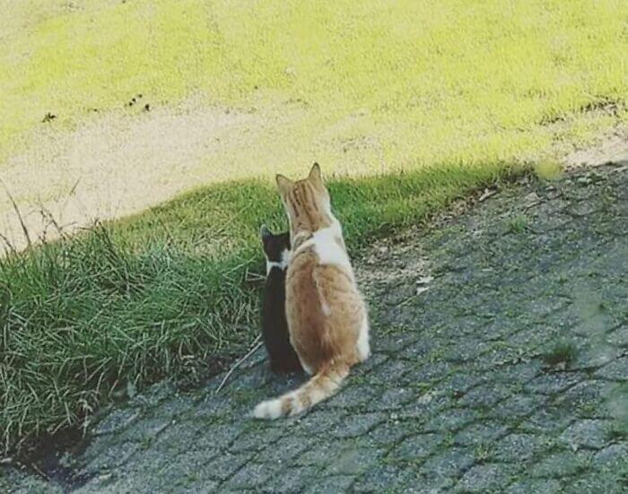 Ao encontrar filhote sem lar, gato o leva para casa e família faz a melhor coisa por ele!