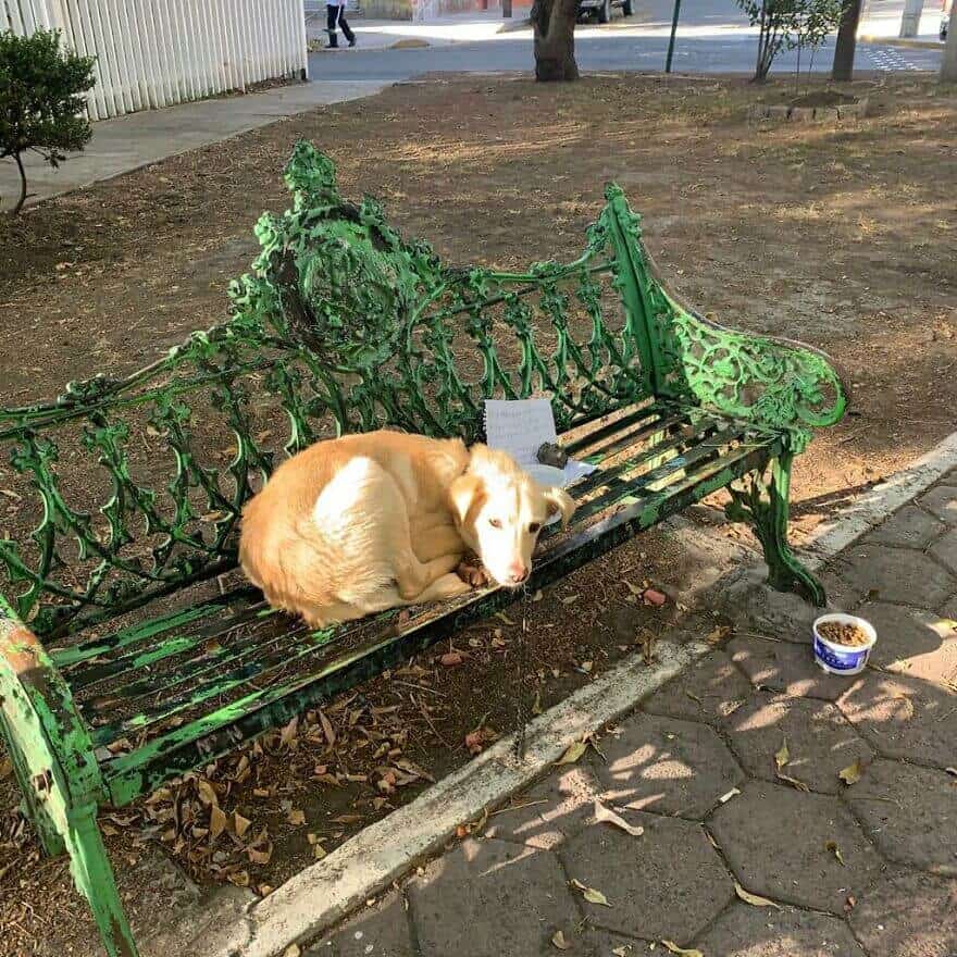 “Olá, por favor, adote-me, sou o Max. Por favor, estou pedindo que você adote este cachorrinho e cuide bem dele. Dói muito deixar meu cachorro aqui, mas tomei essa decisão porque minha família está sempre o maltratando / maltratando e me entristeceu muito vê-lo sofrendo nessas condições ruins. Então, se você ler isso e sentir seu coração, por favor, adote-o e cuide bem dele. Se não, por favor, deixe este bilhete onde estava, para que outros possam ler e adotá-lo. Obrigado."