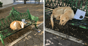 Criança comove o mundo ao deixar seu cãozinho em parque com bilhete descrevendo o motivo