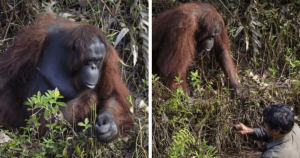 Ao ver homem dentro d’água, orangotango ameaçado de extinção faz algo genuíno e emocionante