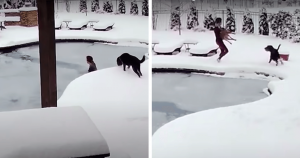 Cachorro cai em piscina congelada, dona se joga, quebra gelo e o resgata com vida!