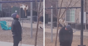 QUE AMOR! Dono leva gatinho ao parque e brincadeira entre eles é a coisa mais linda!