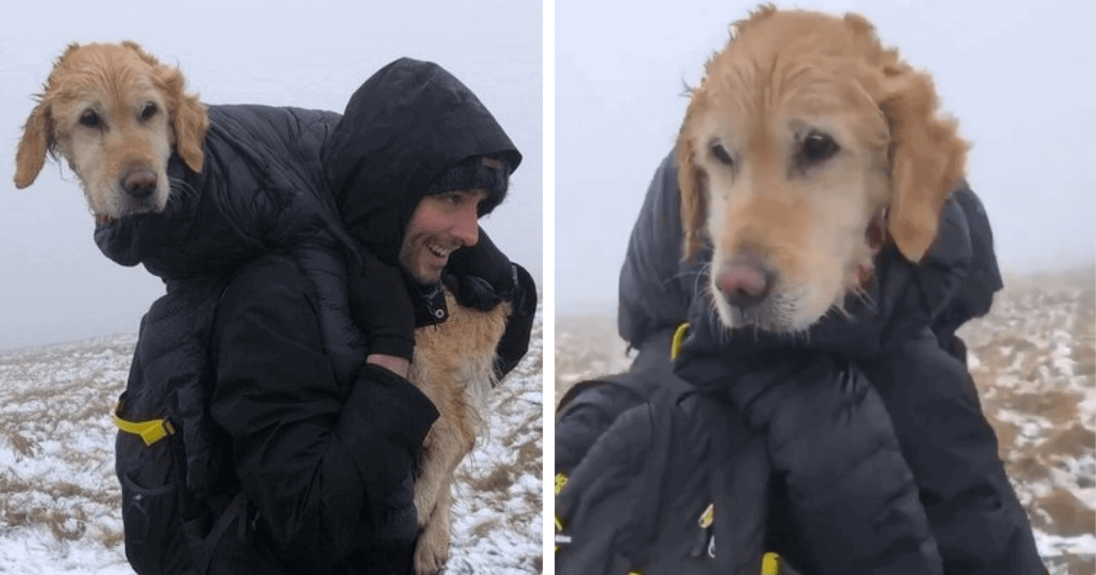 Casal encontra cadela congelada que estava perdida em montanha e a resgata de forma emocionante