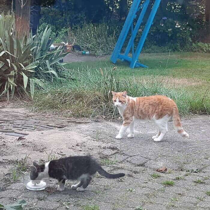 Ao encontrar filhote sem lar, gato o leva para casa e família faz a melhor coisa por ele!