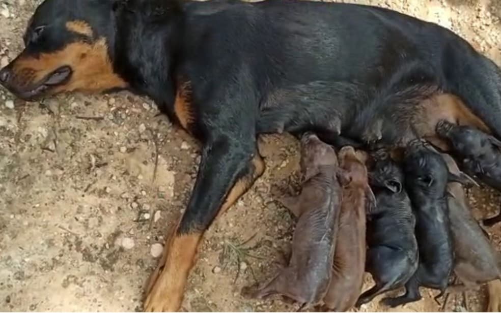 Depois de perder a mãe no parto, oito porquinhos são amamentados por uma...