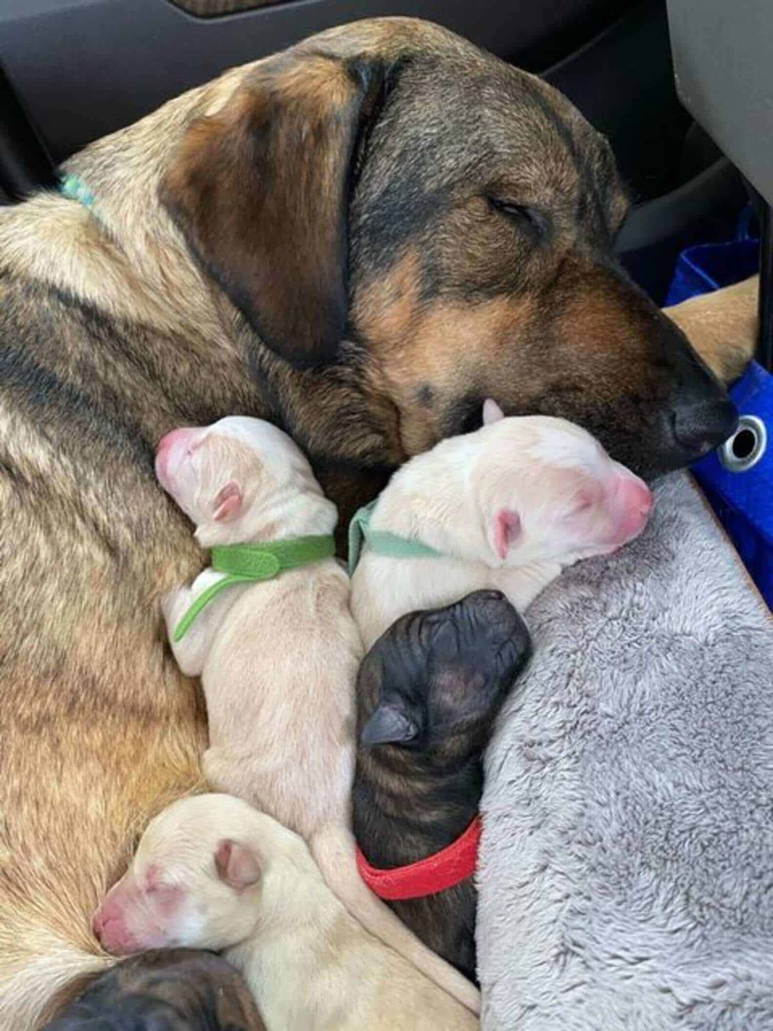 Para proteger cadela e filhotes durante parto, família fica 12 horas dentro de carro no Texas