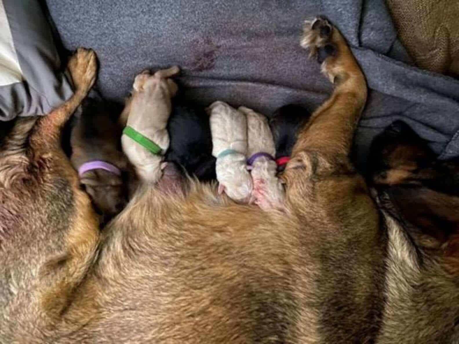 Para proteger cadela e filhotes durante parto, família fica 12 horas dentro de carro no Texas